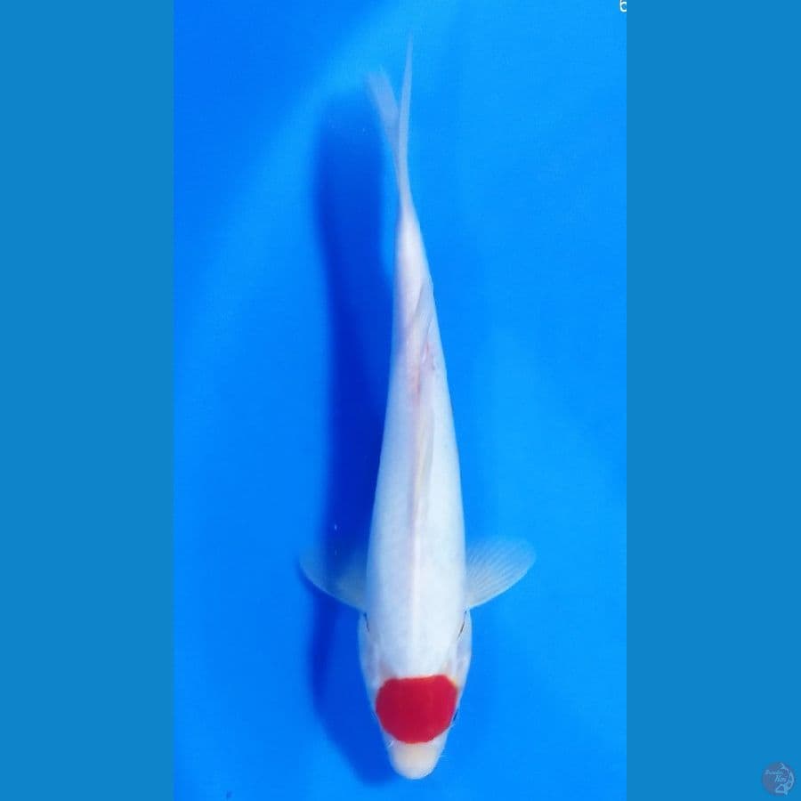 tanco kohaku 30 cm