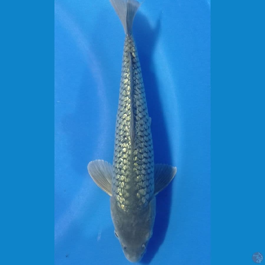 SORAGOI GINRIN 35CM