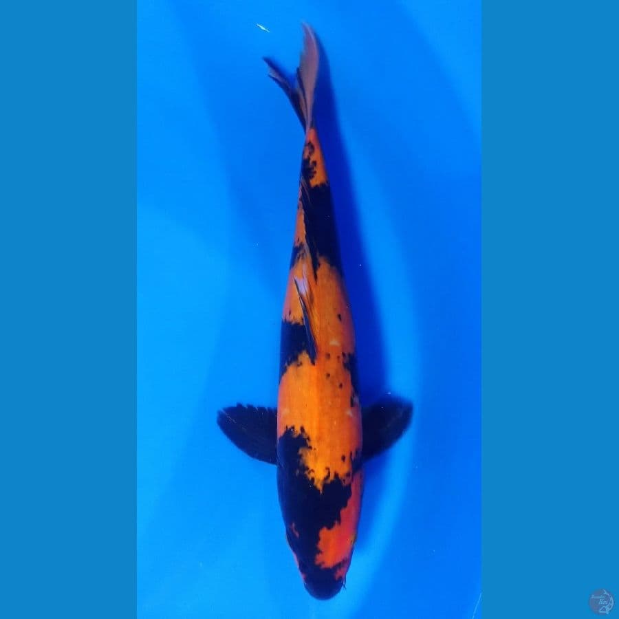 KI UTSURI 35CM
