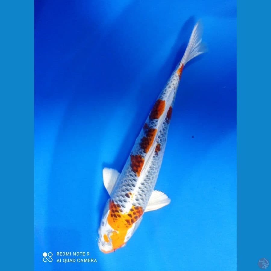 KUJAKU 38 CM