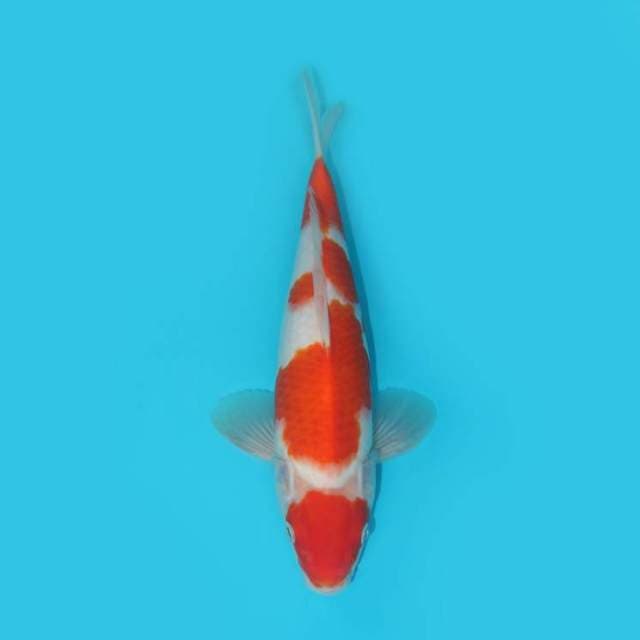 KOHAKU 29 CM