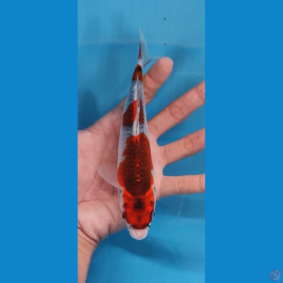 minio ghosiki 17 cm