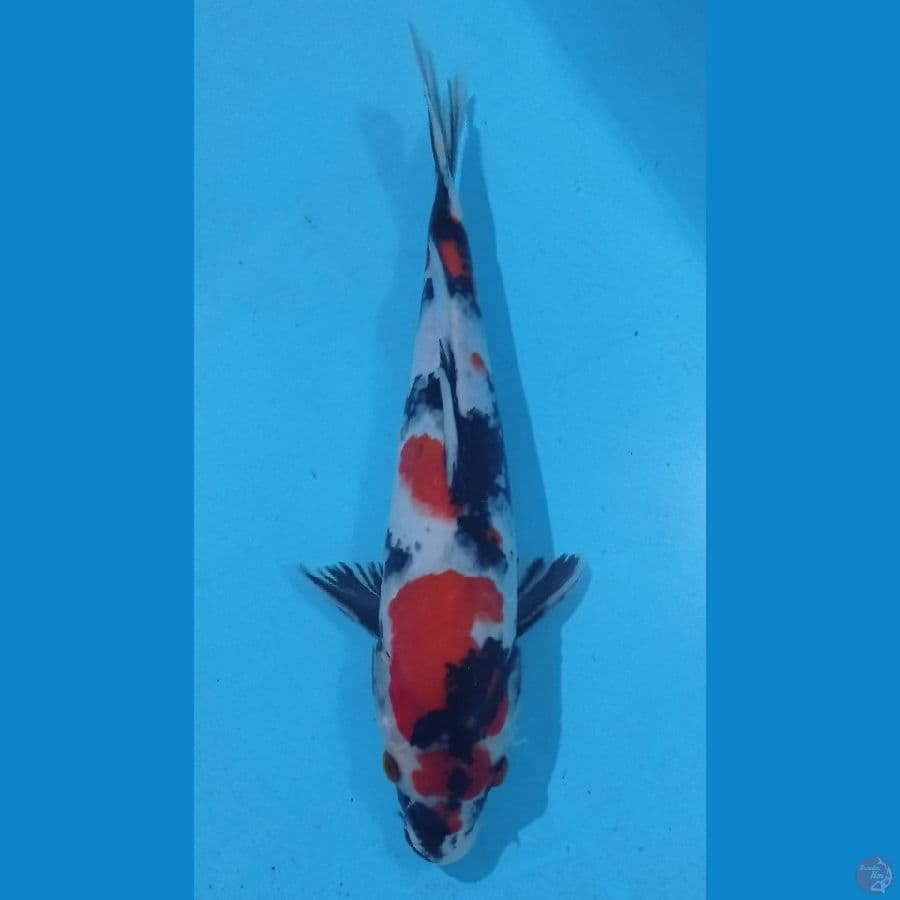 SHOWA HALUS 32CM