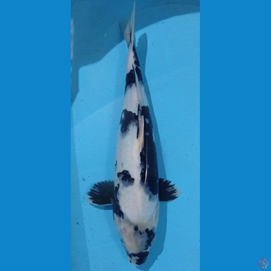 SHIRO 40CM