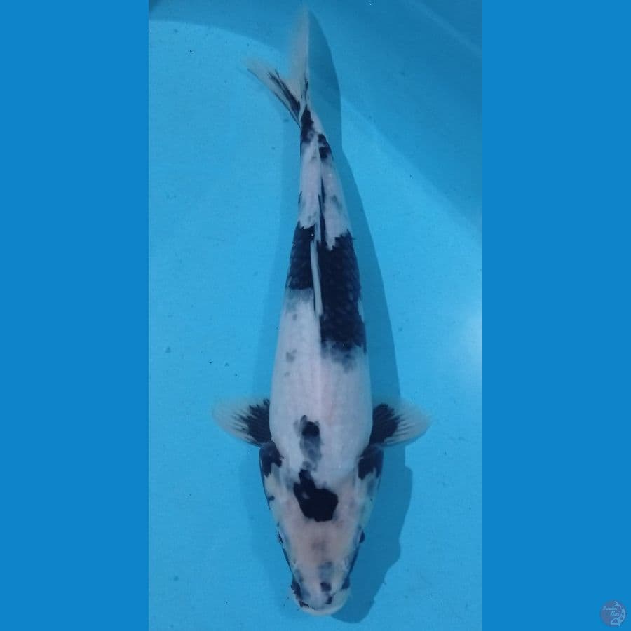shiro 35cm