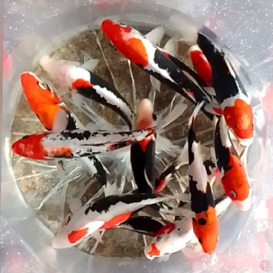 BENIKUMONRIYU 20-25CM 15EKOR