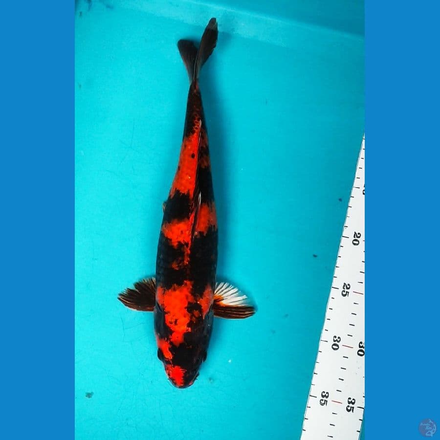 KIN UTSURI 34CM FM