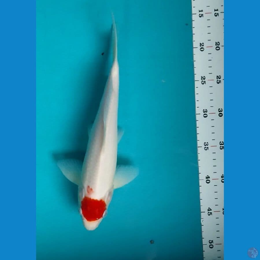 TANCHO BAHANI 30CM MALE