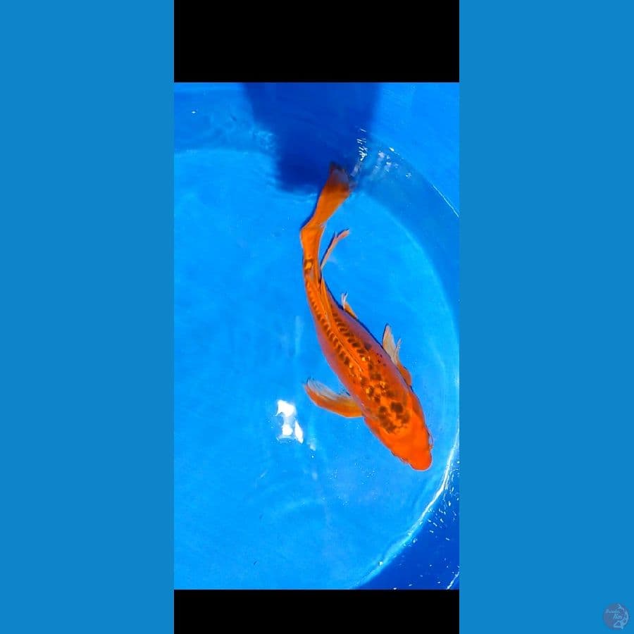 kumpaiy meras setrong tembus perut 50 cm