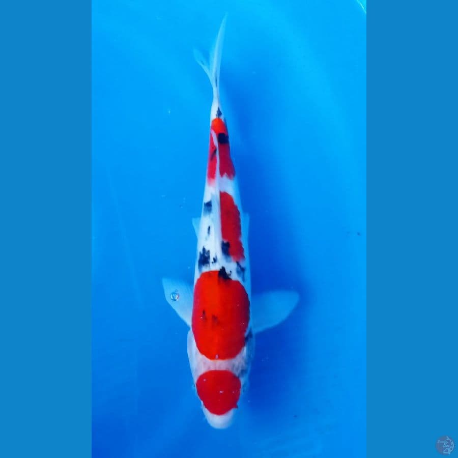 sanke 30cm