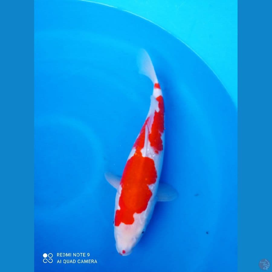 kohaku 38cm