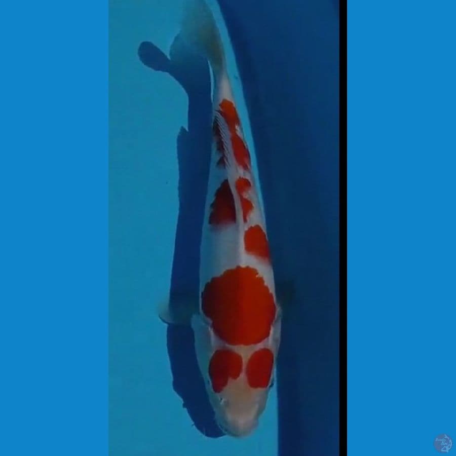 KOHAKU KECE37CM