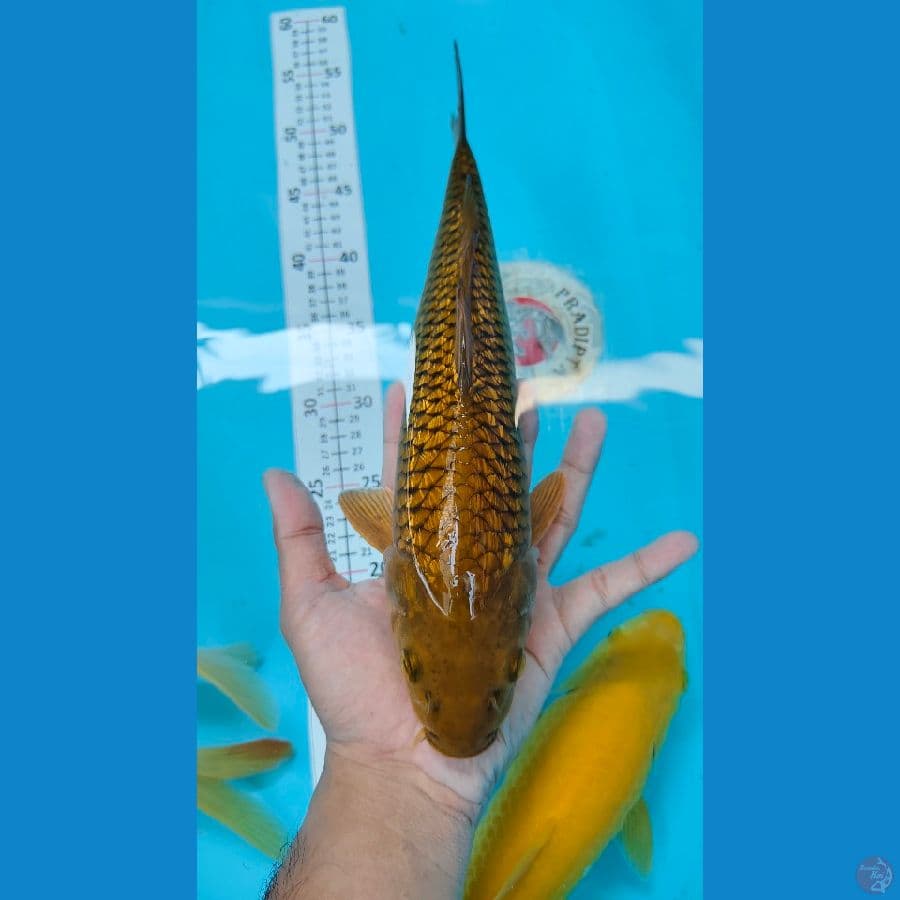 Chagoi tembaga ginrin 34 cm