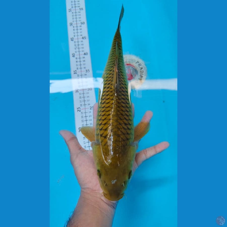 Midori 38 Cm