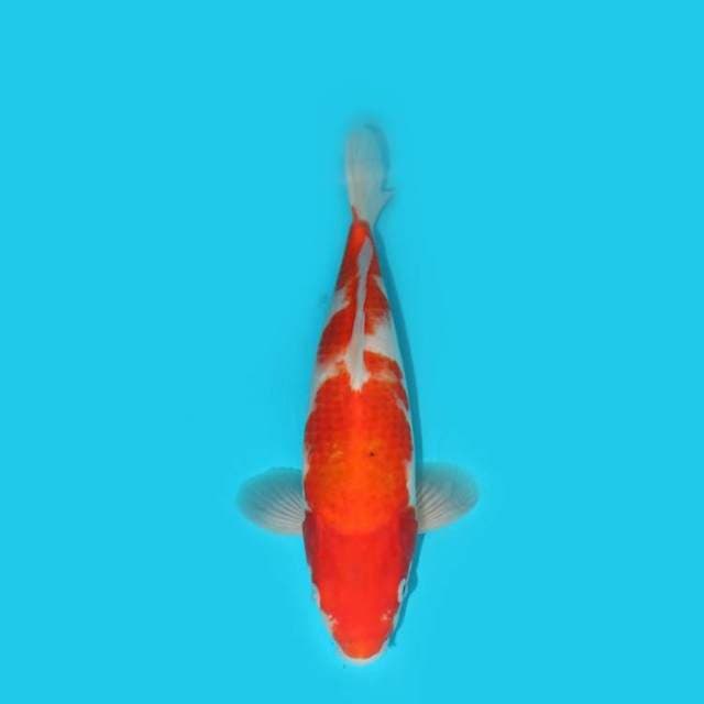 KOHAKU 31 CM