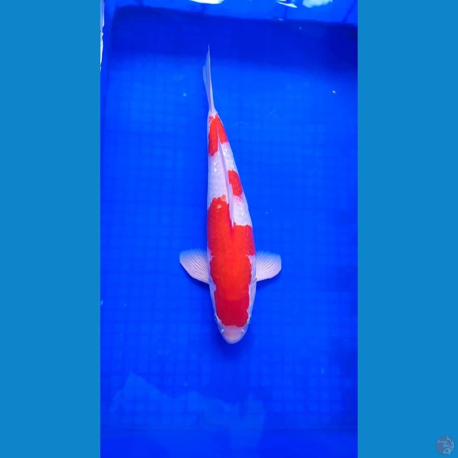 Kohaku HIGH QUALITY 39cm MALE