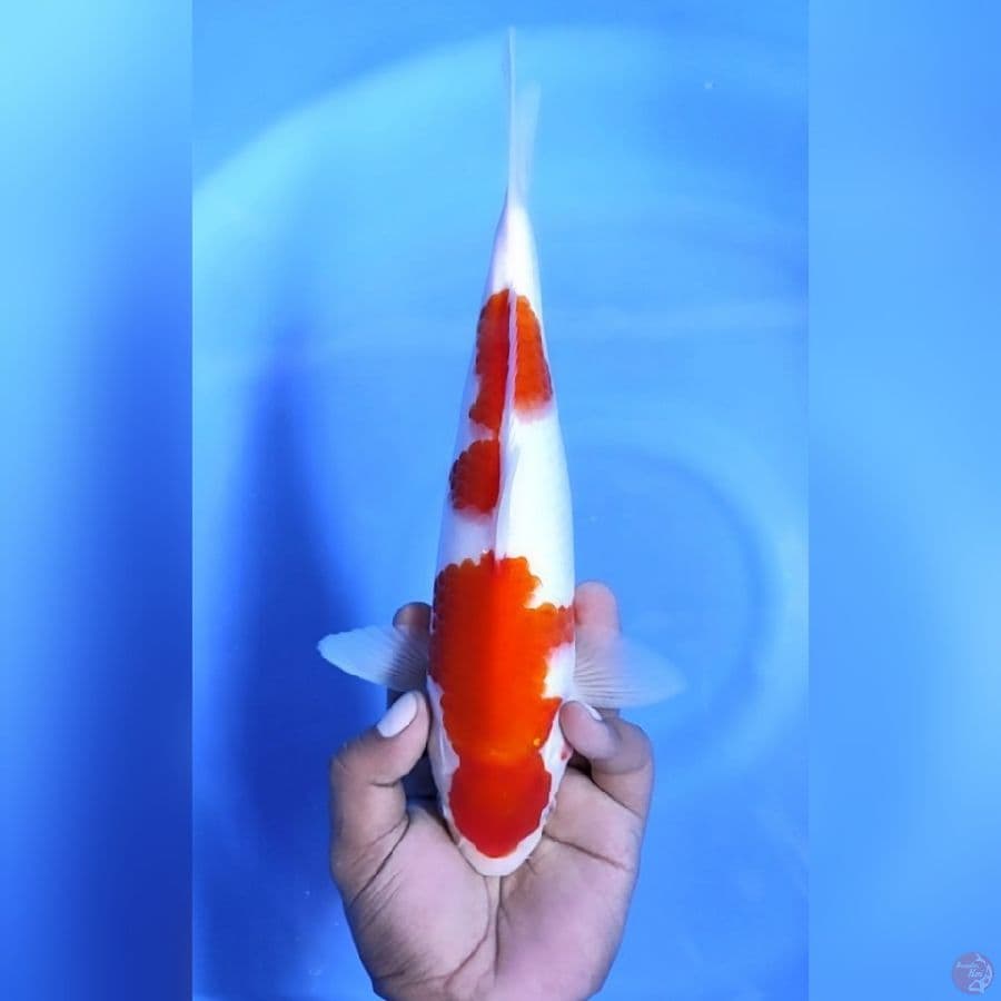 KOHAKU # 29CM - M