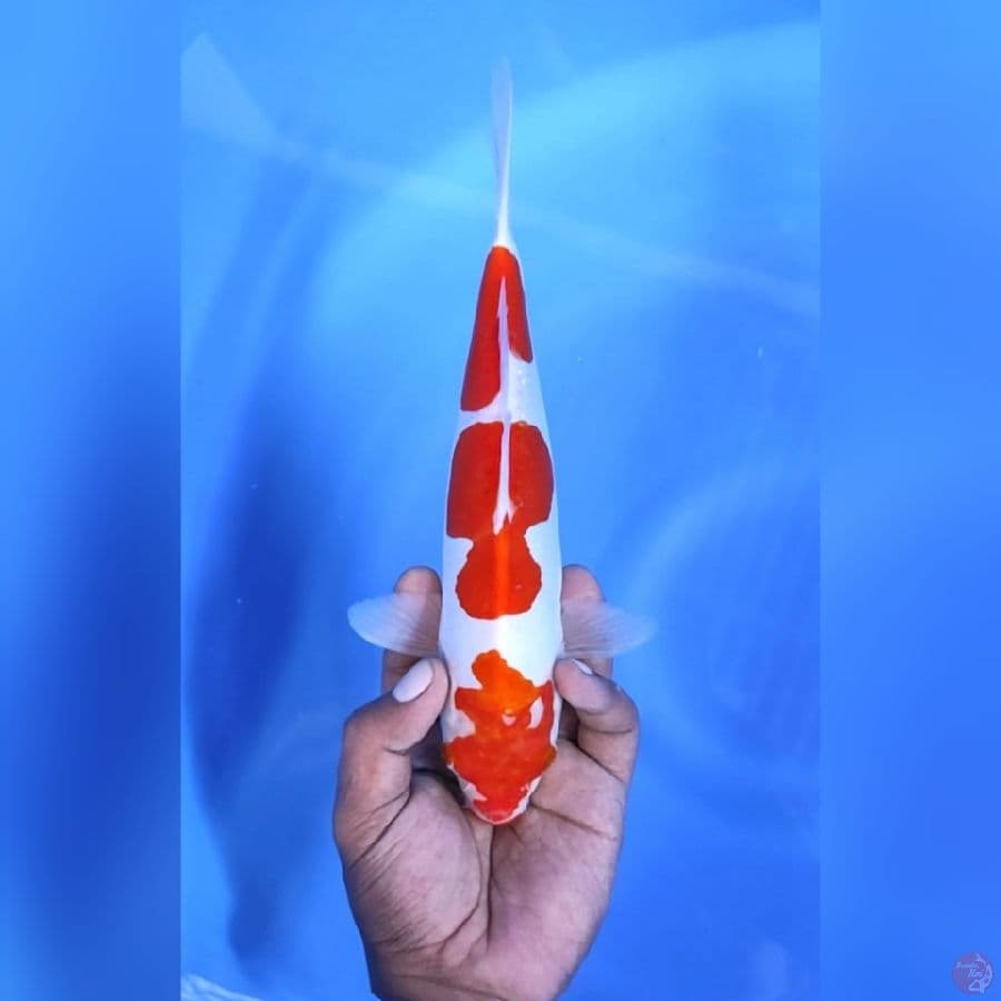 KOHAKU DOITSI # 26CM - M