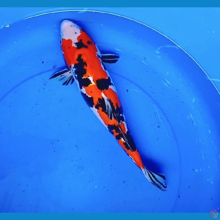 Doitsu showa orie 37cm