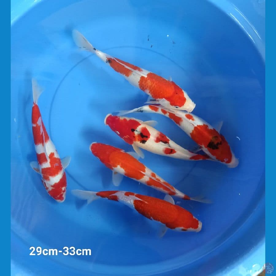 Mix Koi 29cm-33cm