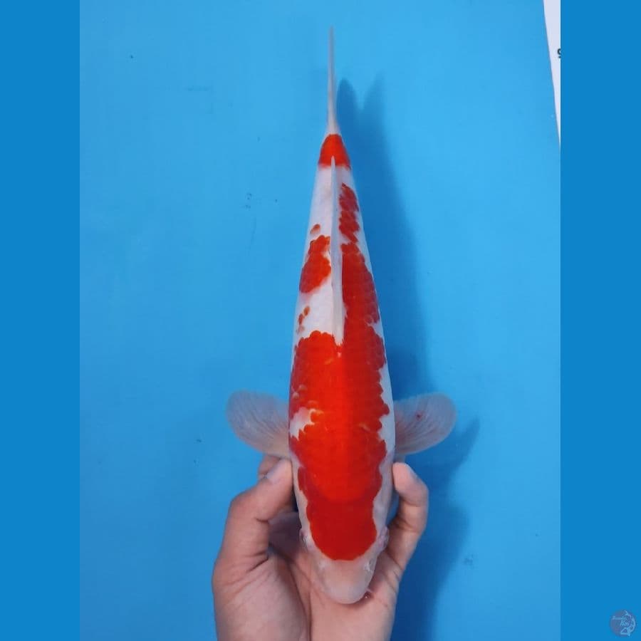 KOHAKU ORI RED STRONG 30CM - MALE