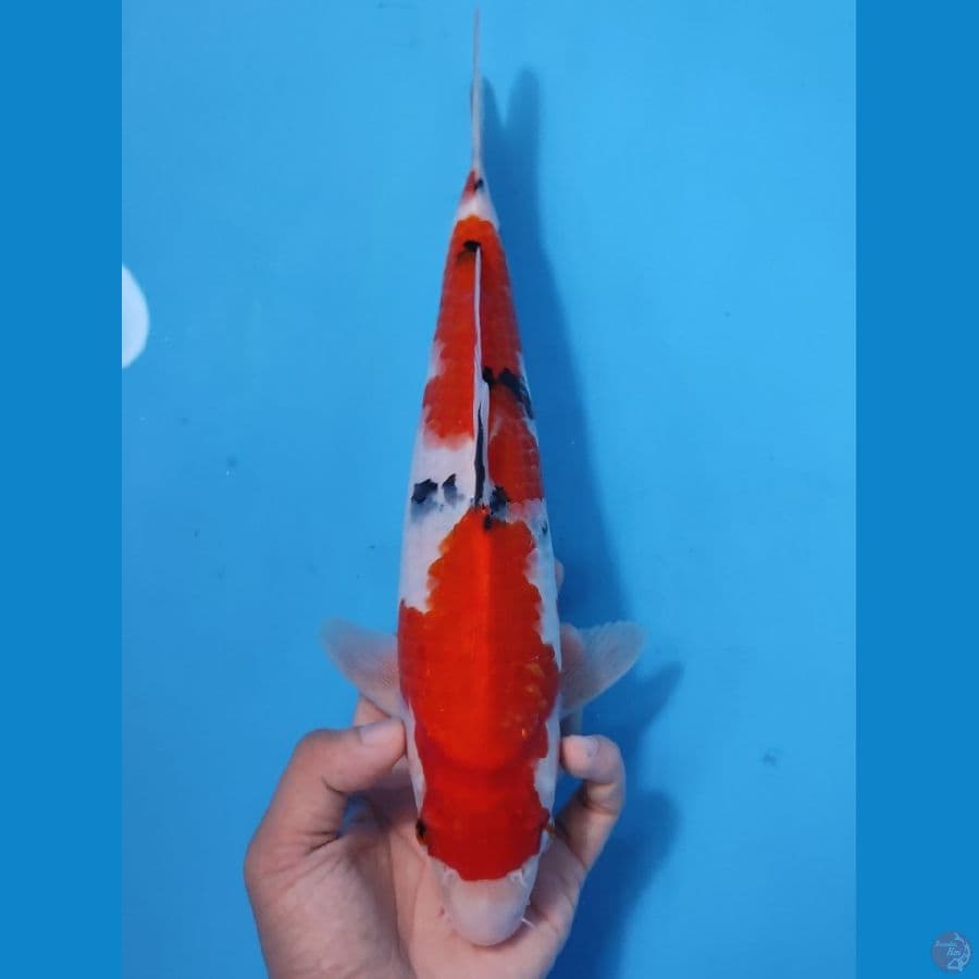 SANKE RED STRONG 30CM - MALE