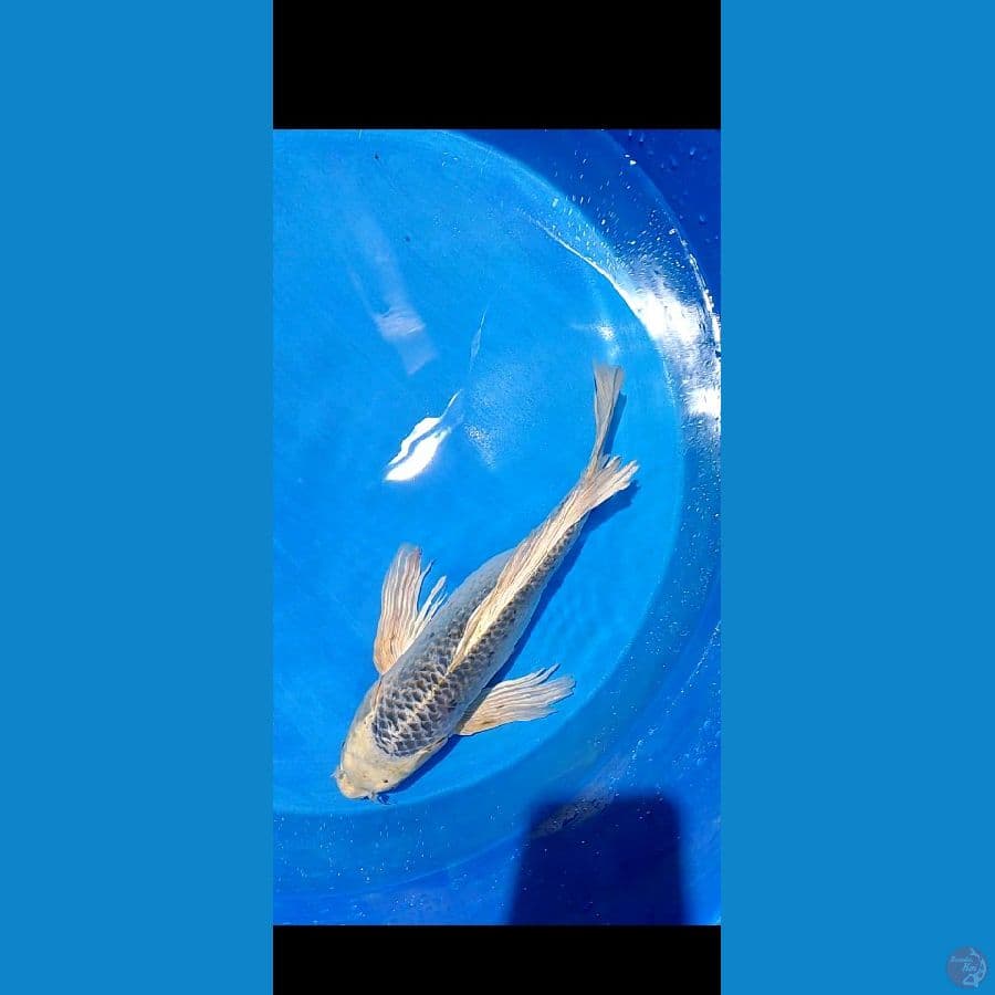 55 cm kumpaiy