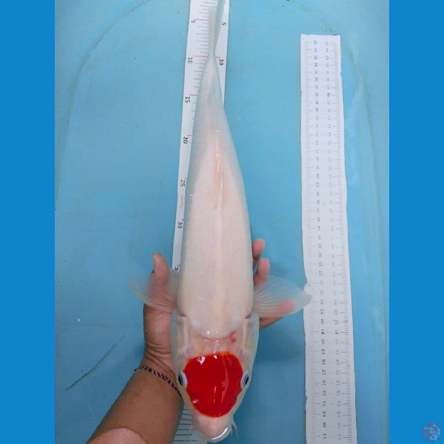 Tancho 47cm fm