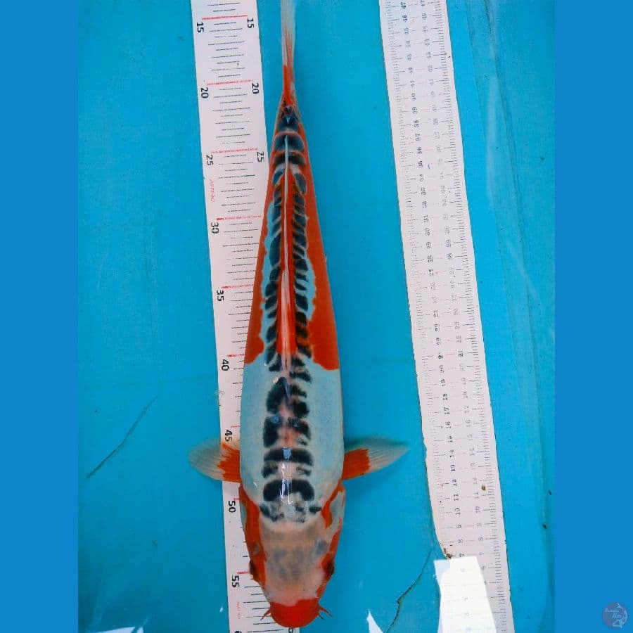 Shusui 42cm