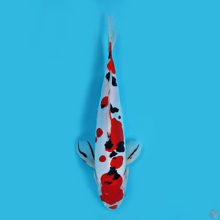 Sq sanke doitsu murni 27 cm original