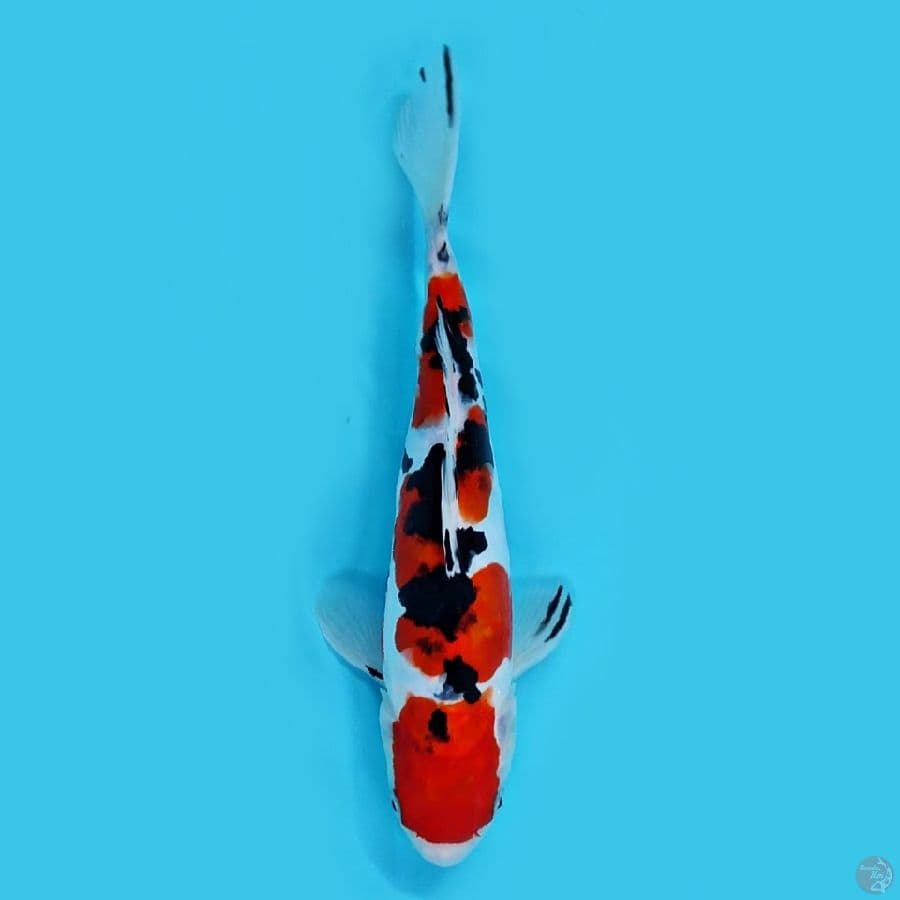 doitsu sanke 27 cm