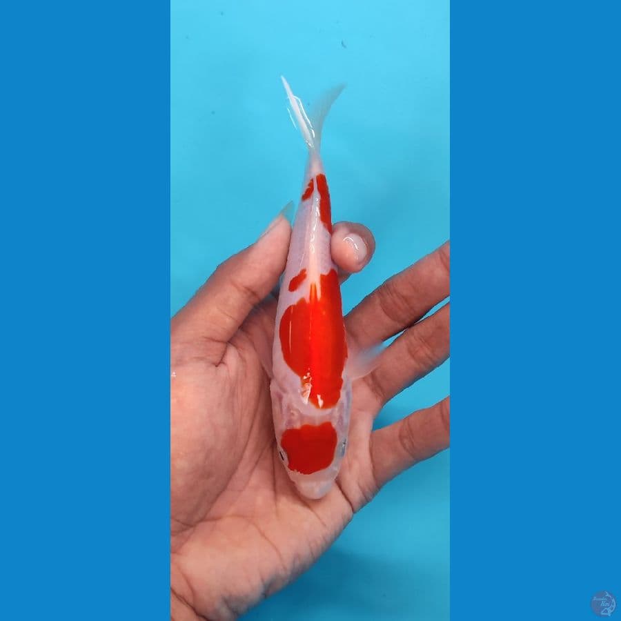 maruten kohaku doitsu -+15 cm