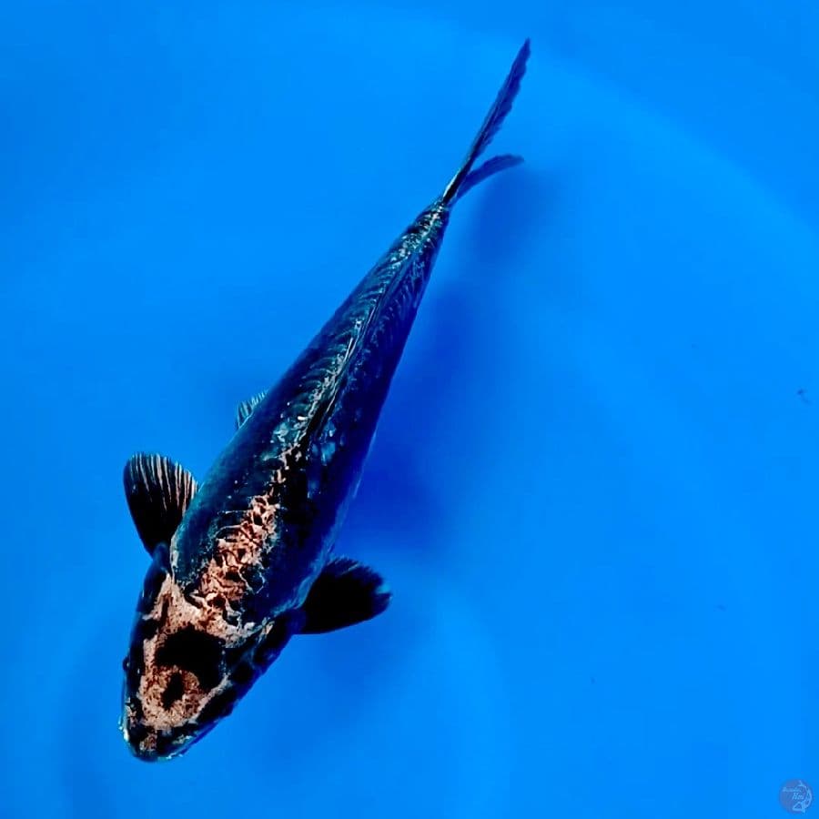 Nezu ogon 29cm Male