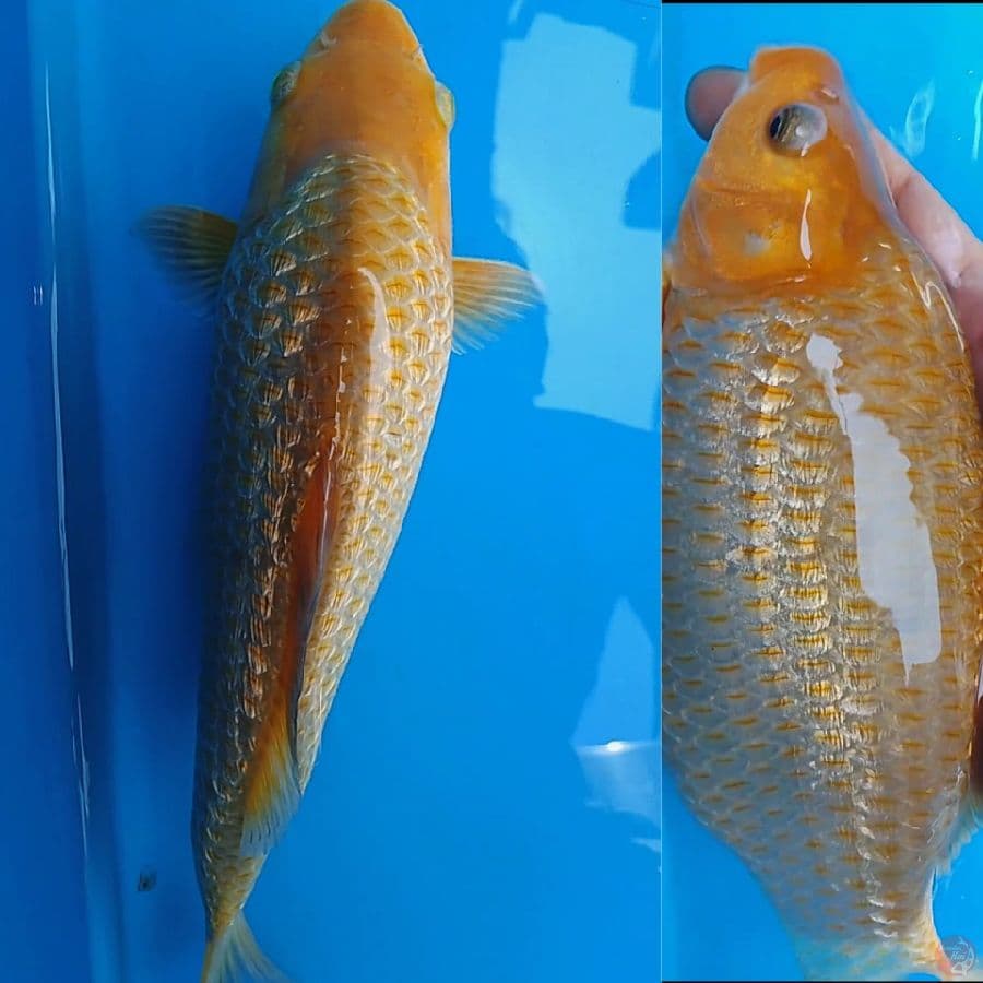 karamel ginrin