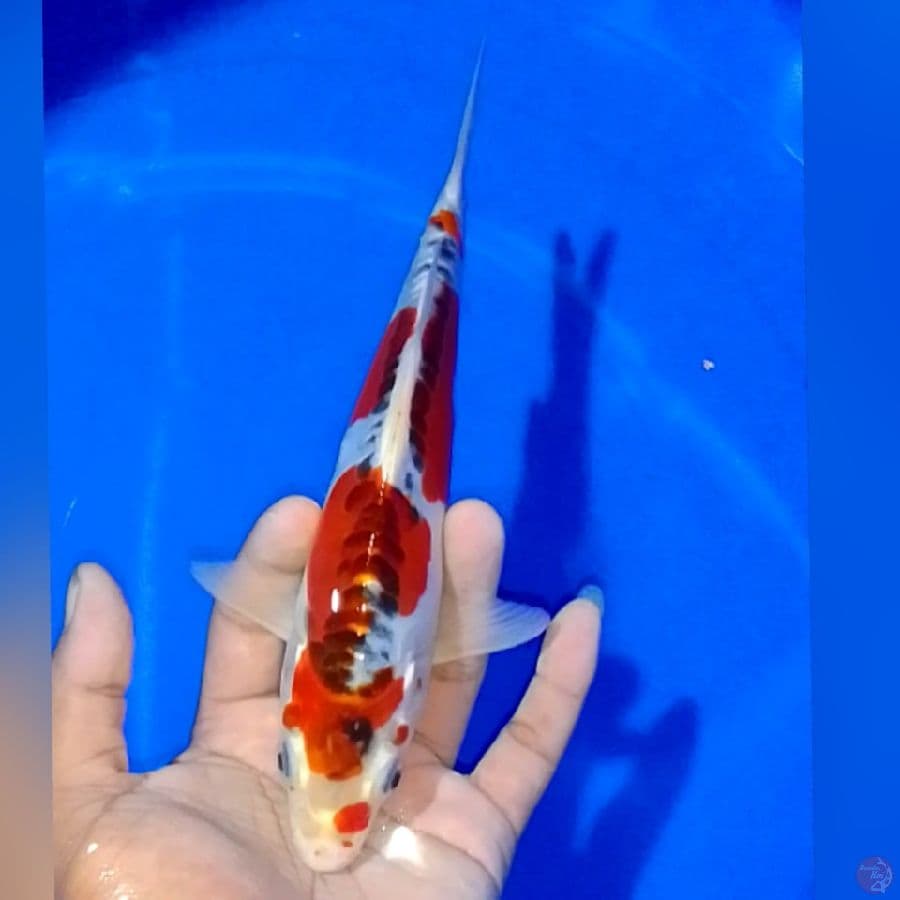 KIKOKURIYU 23CM