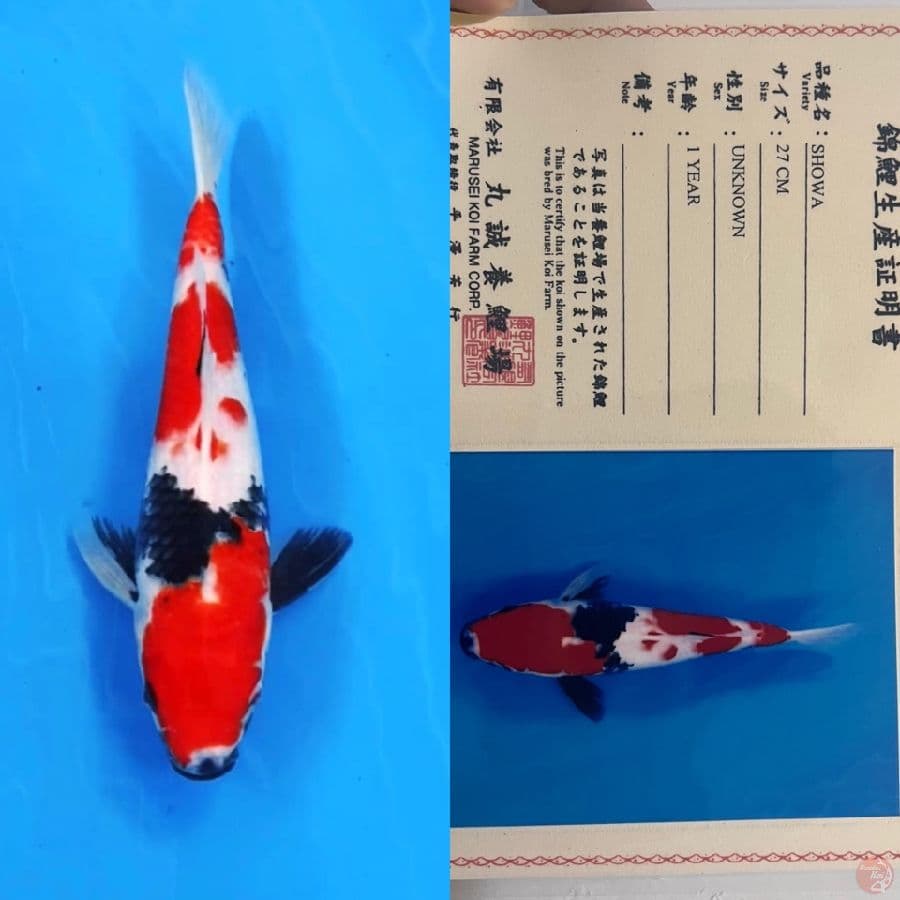 marusei showa 28cm