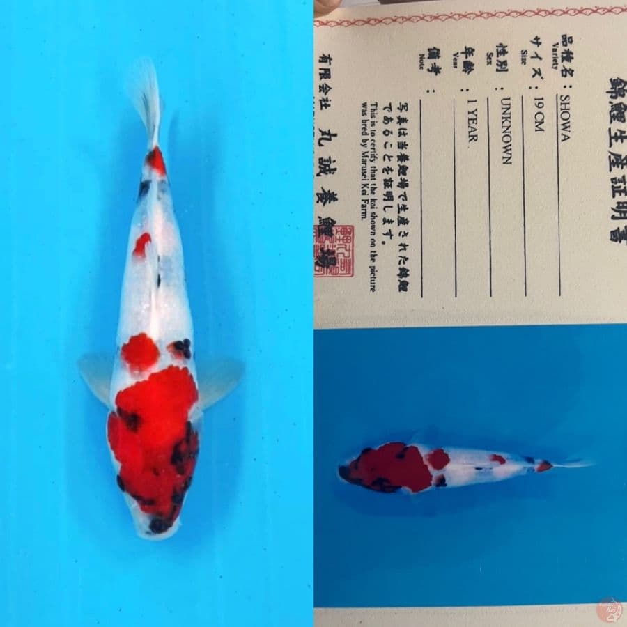 marusei showa 23cm