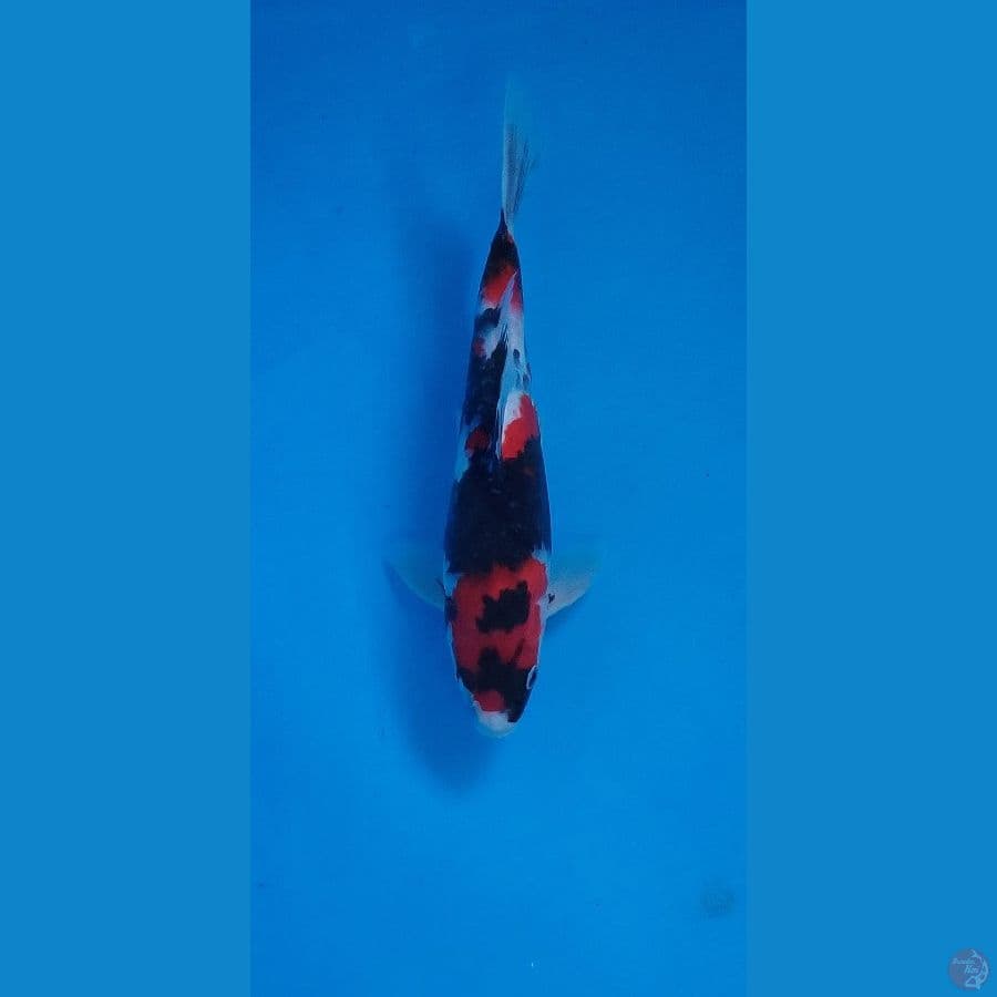 showa male