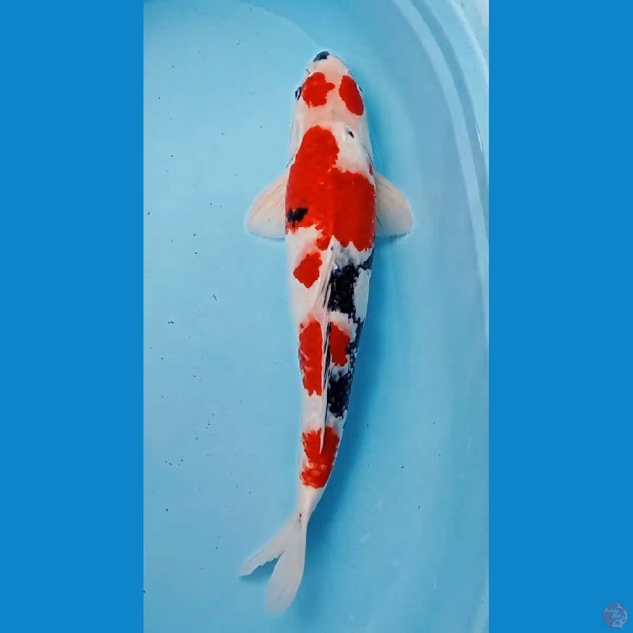 50cm kindaii showa jozz jantan
