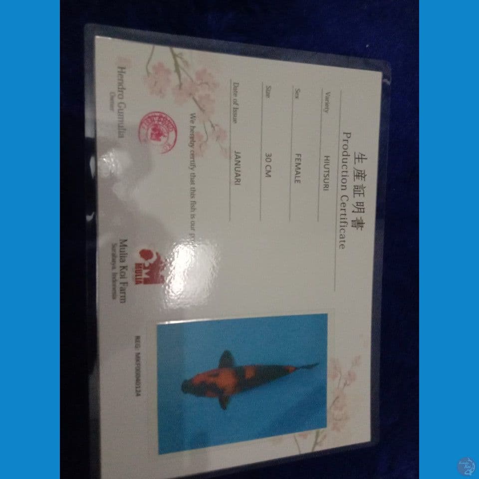 JT Hi Utsuri F 30cm