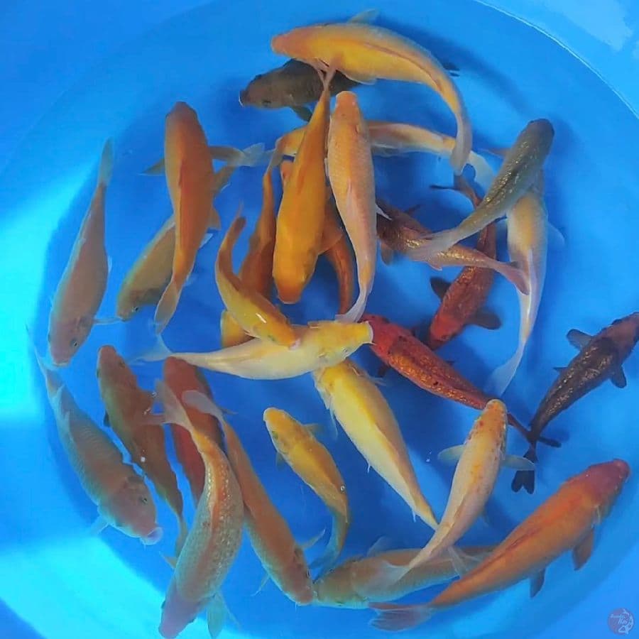 paket karamel karashi mix ginrin 20-27cm 28ekor