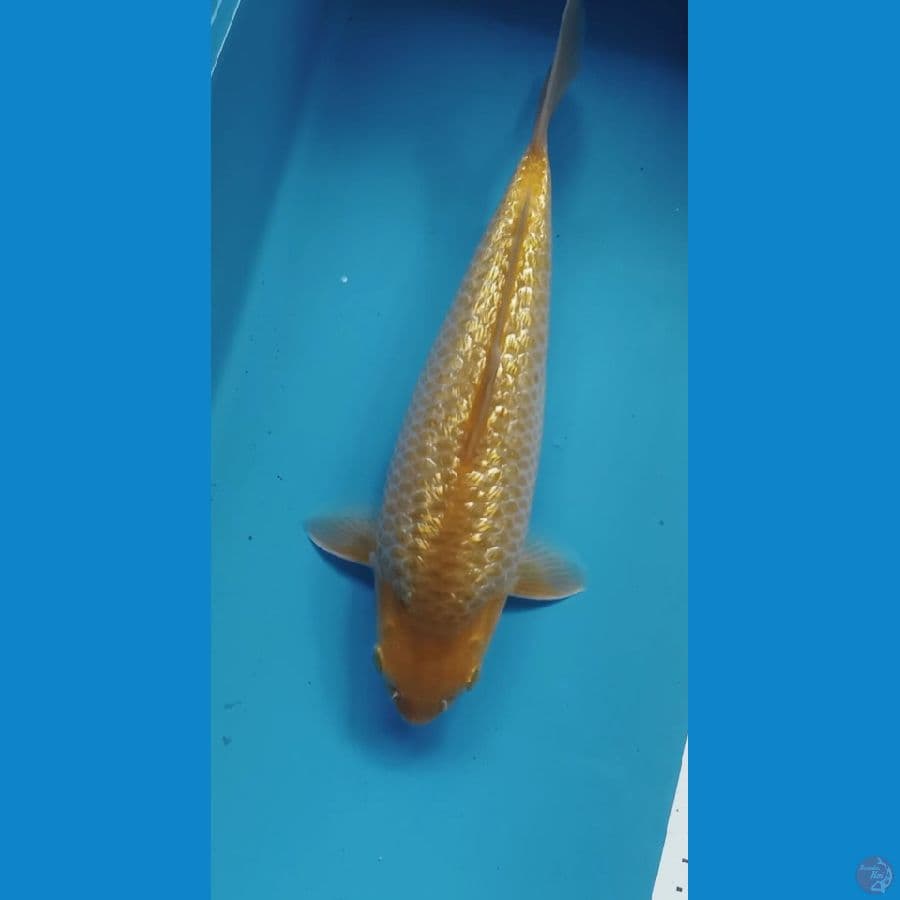 CARAMEL GINRIN 27CM MALE PUNUK Bred Madina Azizi