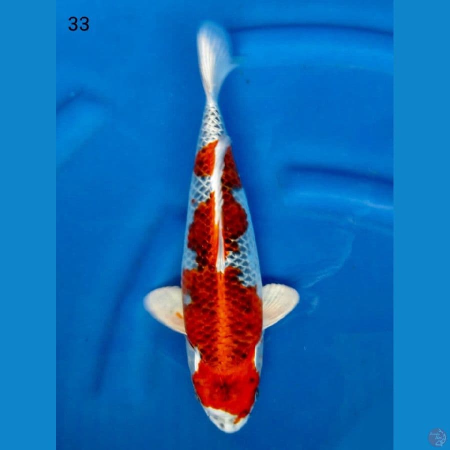 red kujaku f1 33cm