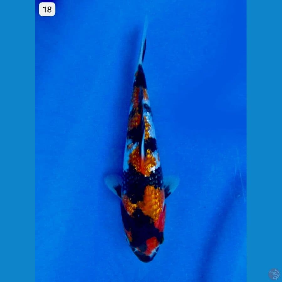 Showagingrin sq 18cm