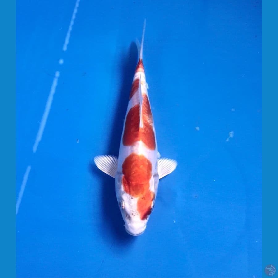 kikushui 17cm
