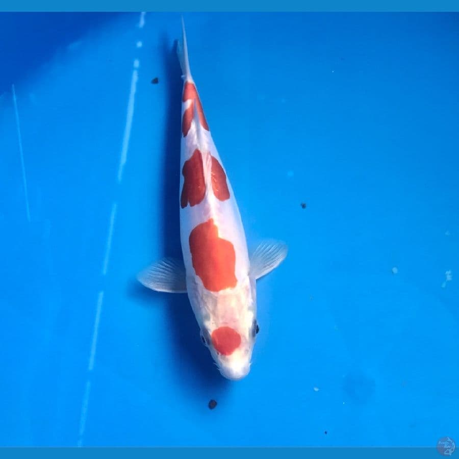 kikushui 20cm