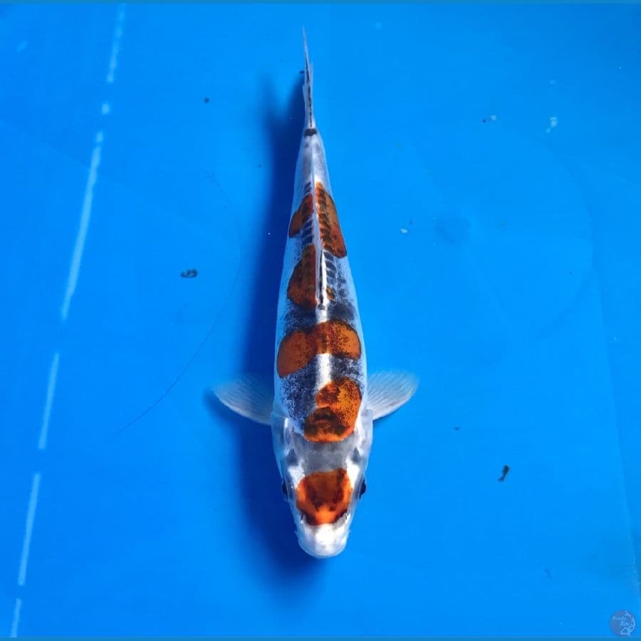 kikokuryu 21cm