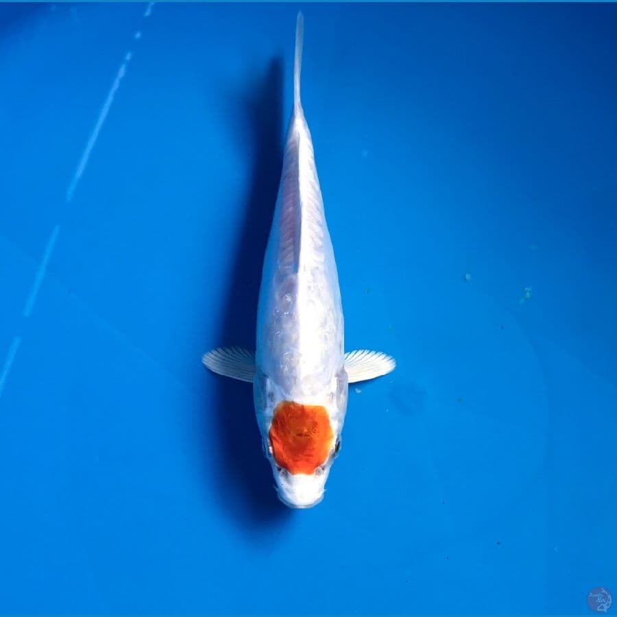 tancho kikushui 20cm