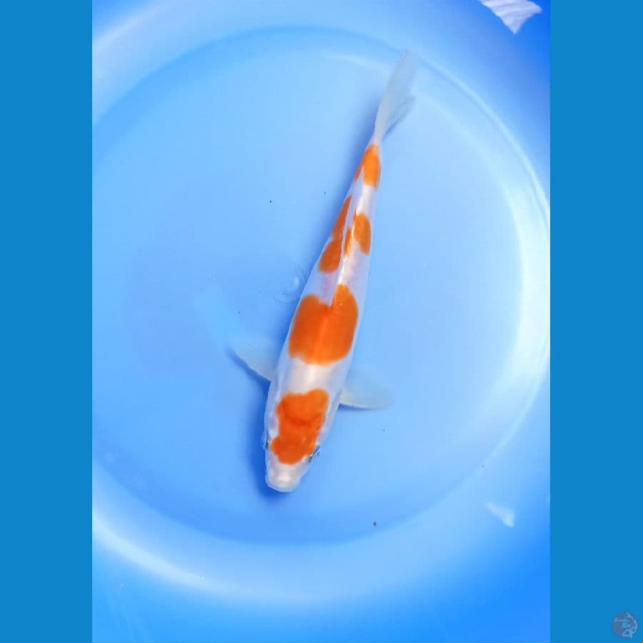 Kohaku doit 19cm