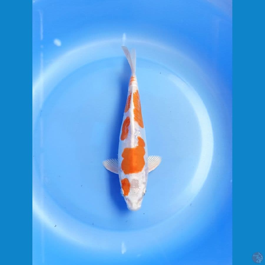 Kikushui 20cm